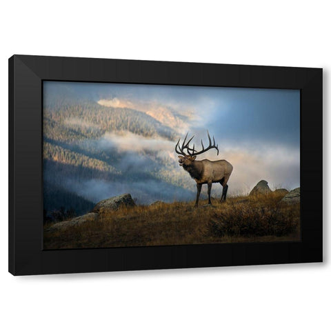 Bugling elk with a Colorado Rocky Mountain misty morning backdrop Black Modern Wood Framed Art Print by SMO