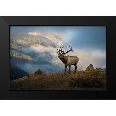 Bugling elk with a Colorado Rocky Mountain misty morning backdrop Black Modern Wood Framed Art Print by SMO