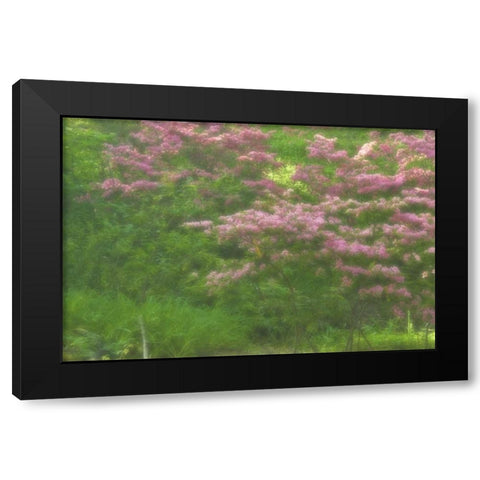 Delaware, Wilmington Flowering trees Black Modern Wood Framed Art Print by OBrien, Jay