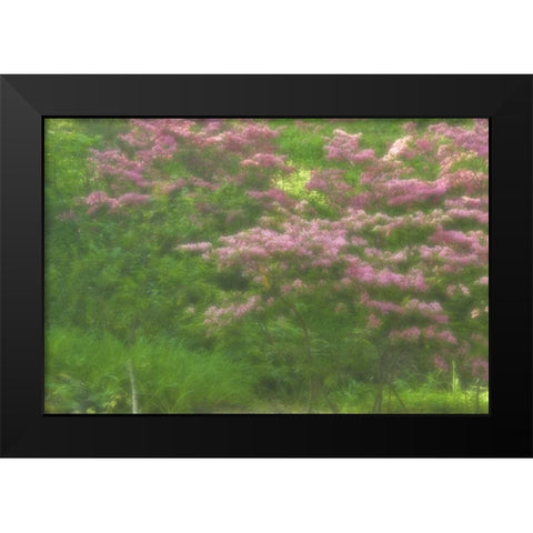 Delaware, Wilmington Flowering trees Black Modern Wood Framed Art Print by OBrien, Jay