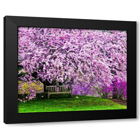 Delaware, Wilmington Bench under cherry blossoms Black Modern Wood Framed Art Print with Double Matting by OBrien, Jay