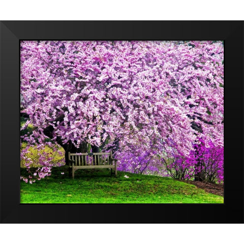 Delaware, Wilmington Bench under cherry blossoms Black Modern Wood Framed Art Print by OBrien, Jay