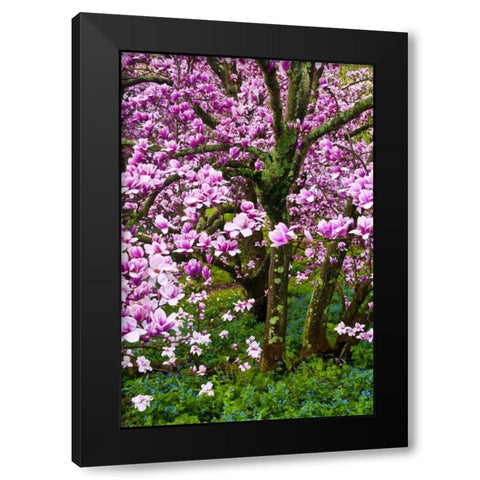Delaware, Wilmington Cherry blossom tree Black Modern Wood Framed Art Print by OBrien, Jay