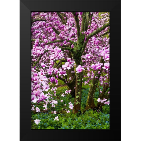 Delaware, Wilmington Cherry blossom tree Black Modern Wood Framed Art Print by OBrien, Jay