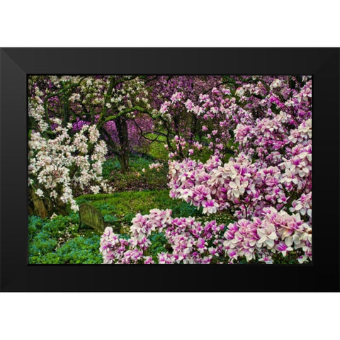 Delaware, Wilmington Flower and trees in garden Black Modern Wood Framed Art Print by OBrien, Jay