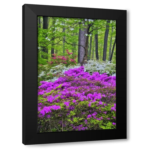 USA, Delaware, Colorful Azalas in bloom Black Modern Wood Framed Art Print with Double Matting by OBrien, Jay
