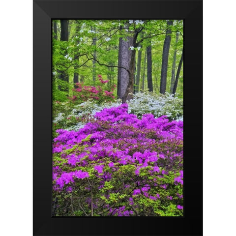USA, Delaware, Colorful Azalas in bloom Black Modern Wood Framed Art Print by OBrien, Jay