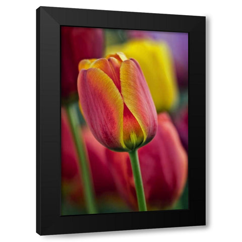 Delaware Close-up of tulips Black Modern Wood Framed Art Print by OBrien, Jay