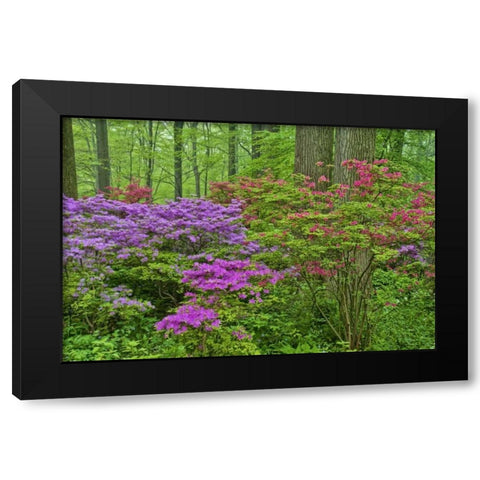 Delaware, Blooming azaleas in forest Black Modern Wood Framed Art Print with Double Matting by OBrien, Jay