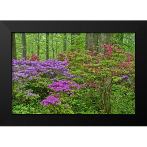 Delaware, Blooming azaleas in forest Black Modern Wood Framed Art Print by OBrien, Jay