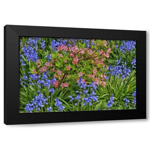 Delaware, Blooming azaleas and bluebells Black Modern Wood Framed Art Print with Double Matting by OBrien, Jay