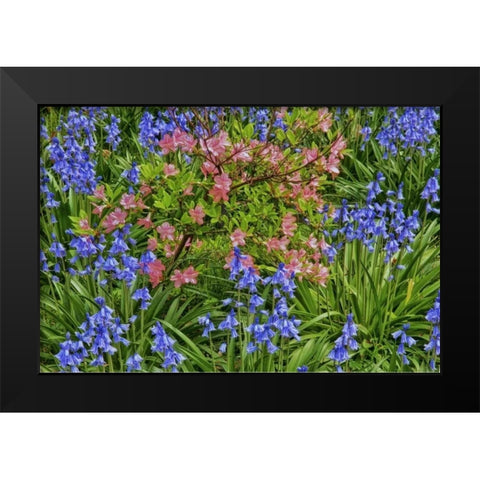 Delaware, Blooming azaleas and bluebells Black Modern Wood Framed Art Print by OBrien, Jay