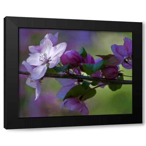 Delaware, Azalea flowers and buds on limb Black Modern Wood Framed Art Print with Double Matting by OBrien, Jay
