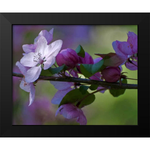 Delaware, Azalea flowers and buds on limb Black Modern Wood Framed Art Print by OBrien, Jay