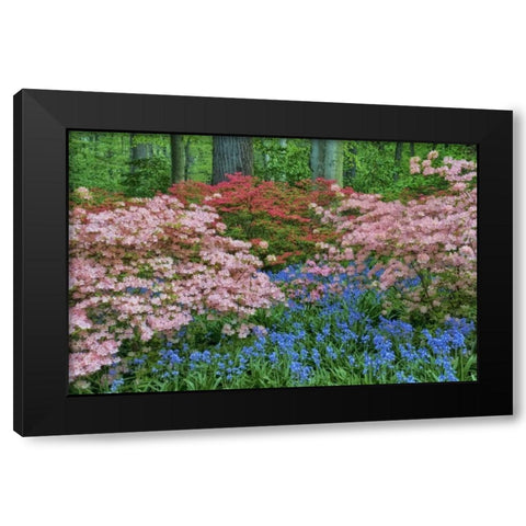 Delaware Blooming azalea and bluebell flowers Black Modern Wood Framed Art Print by OBrien, Jay
