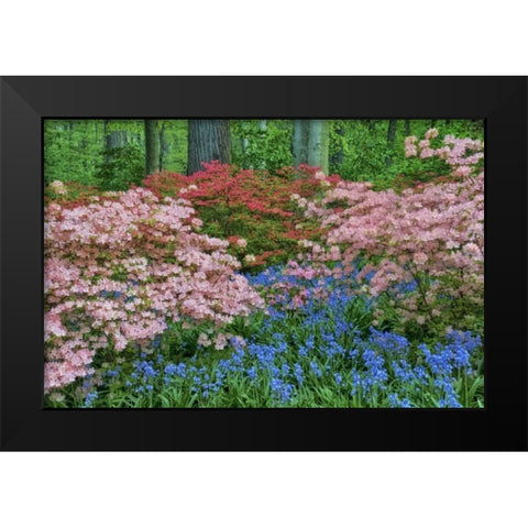 Delaware Blooming azalea and bluebell flowers Black Modern Wood Framed Art Print by OBrien, Jay