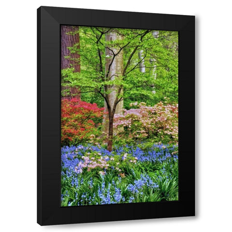 Delaware Blooming azalea and bluebell flowers Black Modern Wood Framed Art Print by OBrien, Jay