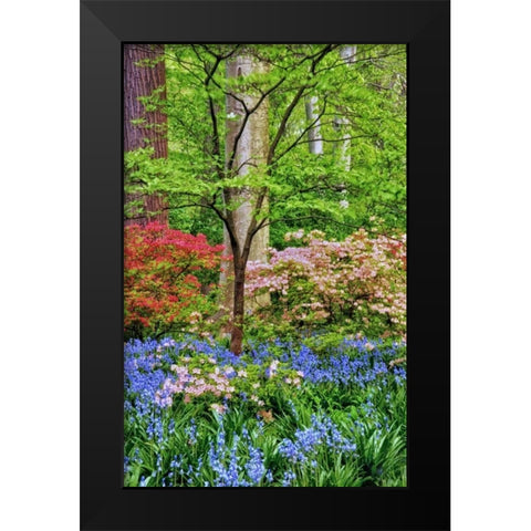 Delaware Blooming azalea and bluebell flowers Black Modern Wood Framed Art Print by OBrien, Jay