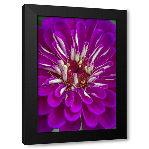 Wilmington, Delaware, Detail of zinnia bloom Black Modern Wood Framed Art Print with Double Matting by OBrien, Jay