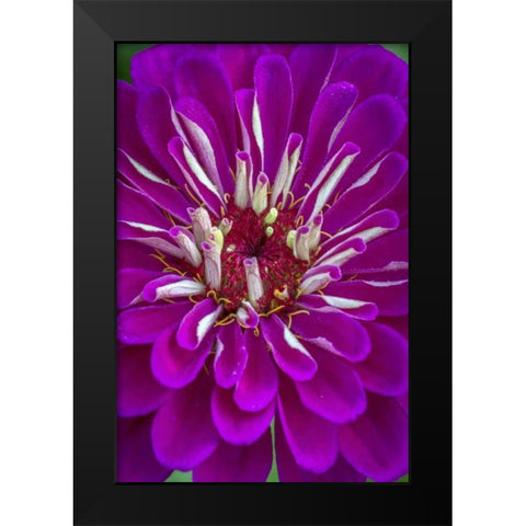 Wilmington, Delaware, Detail of zinnia bloom Black Modern Wood Framed Art Print by OBrien, Jay