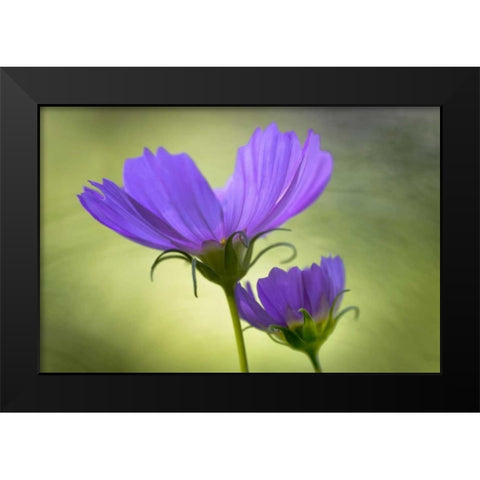 Wilmington, Delaware Cosmos flowers Black Modern Wood Framed Art Print by OBrien, Jay