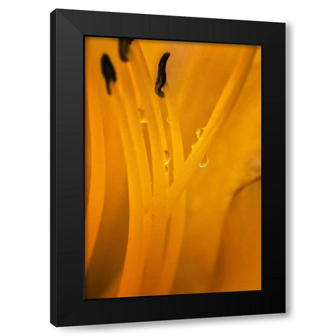 Wilmington, Delaware Inside of day lily plant Black Modern Wood Framed Art Print by OBrien, Jay