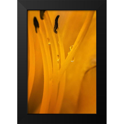 Wilmington, Delaware Inside of day lily plant Black Modern Wood Framed Art Print by OBrien, Jay