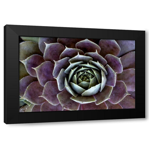 Wilmington, Delaware Hen and chick plant Black Modern Wood Framed Art Print by OBrien, Jay