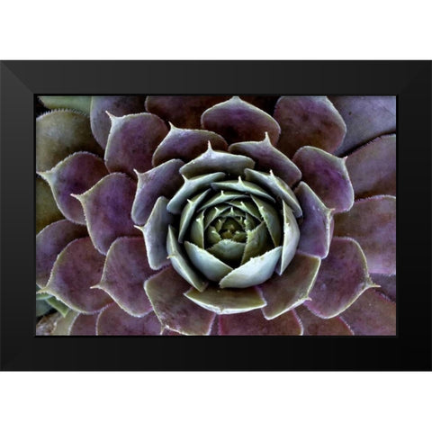 Wilmington, Delaware Hen and chick plant Black Modern Wood Framed Art Print by OBrien, Jay