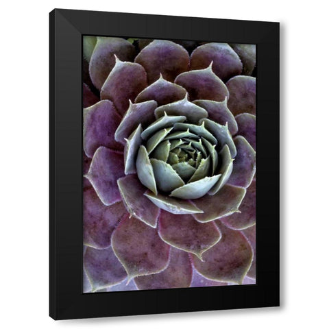 Wilmington, Delaware Hen and chick plant Black Modern Wood Framed Art Print by OBrien, Jay