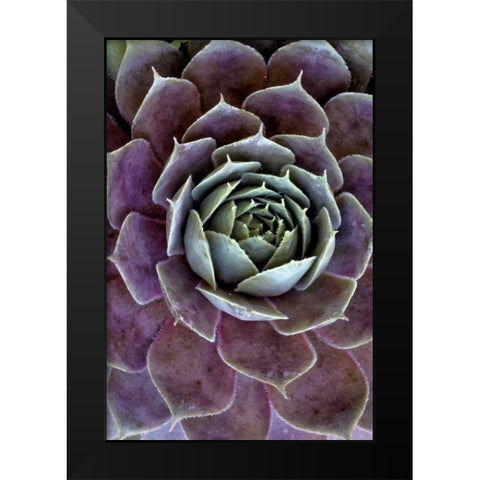 Wilmington, Delaware Hen and chick plant Black Modern Wood Framed Art Print by OBrien, Jay