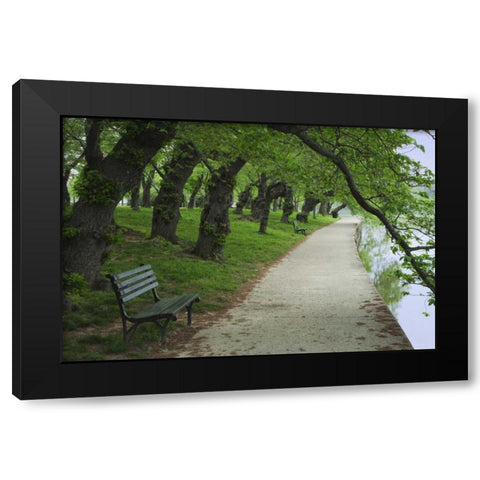 Washington DC, Cherry trees line a walkway Black Modern Wood Framed Art Print with Double Matting by Flaherty, Dennis