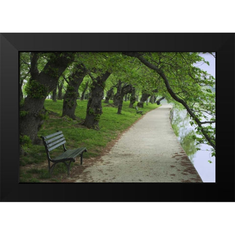 Washington DC, Cherry trees line a walkway Black Modern Wood Framed Art Print by Flaherty, Dennis