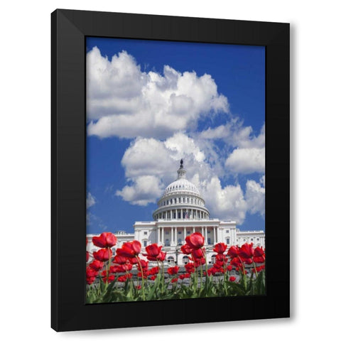 Washington DC, tulips by the Capitol building Black Modern Wood Framed Art Print by Flaherty, Dennis