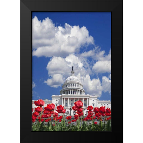 Washington DC, tulips by the Capitol building Black Modern Wood Framed Art Print by Flaherty, Dennis