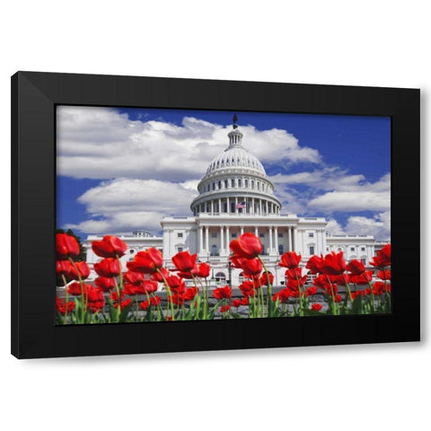 Tulips by the Capitol building, Washington DC Black Modern Wood Framed Art Print by Flaherty, Dennis