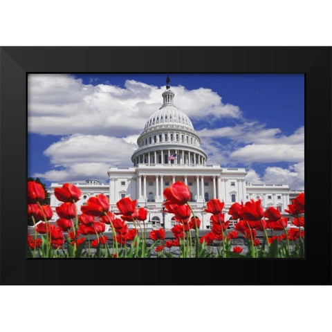 Tulips by the Capitol building, Washington DC Black Modern Wood Framed Art Print by Flaherty, Dennis