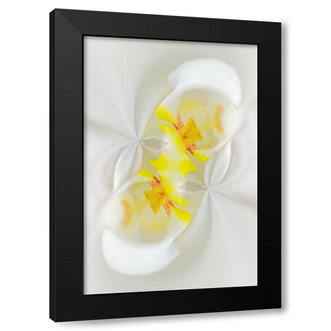 White Orchid flower-Florida Black Modern Wood Framed Art Print by Jones, Adam