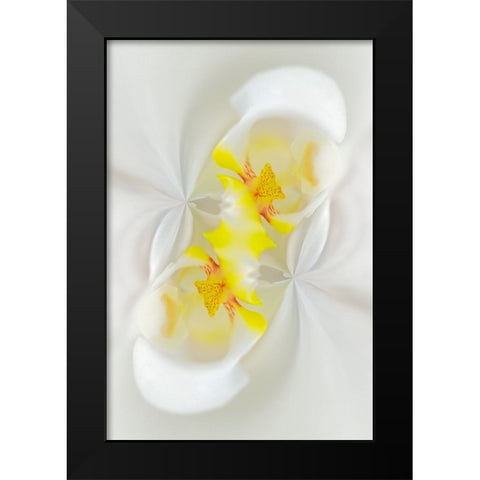 White Orchid flower-Florida Black Modern Wood Framed Art Print by Jones, Adam