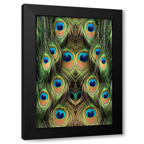 Male Peafowl feather pattern-Florida Black Modern Wood Framed Art Print with Double Matting by Jones, Adam