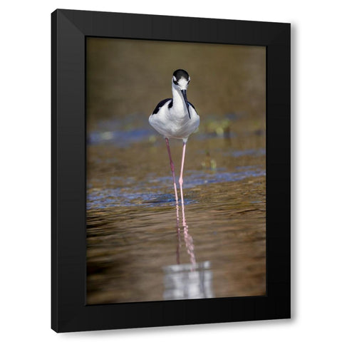 Black-necked stilt-Myakka River State Park-Florida Black Modern Wood Framed Art Print by Jones, Adam