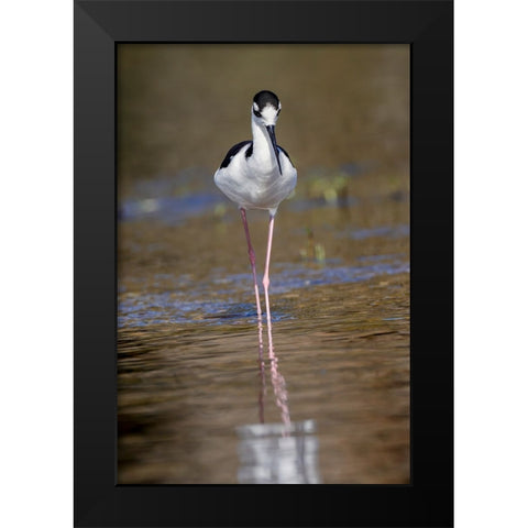 Black-necked stilt-Myakka River State Park-Florida Black Modern Wood Framed Art Print by Jones, Adam