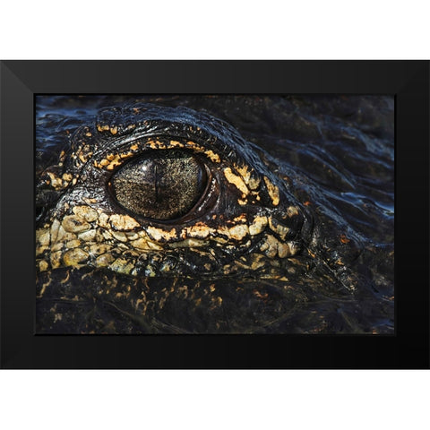 American alligator eyeball close-up from eye level with water-Myakka River State Park-Florida Black Modern Wood Framed Art Print by Jones, Adam