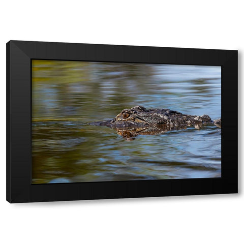 American alligator from eye level with water-Myakka River State Park-Florida Black Modern Wood Framed Art Print by Jones, Adam
