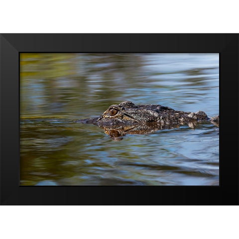 American alligator from eye level with water-Myakka River State Park-Florida Black Modern Wood Framed Art Print by Jones, Adam