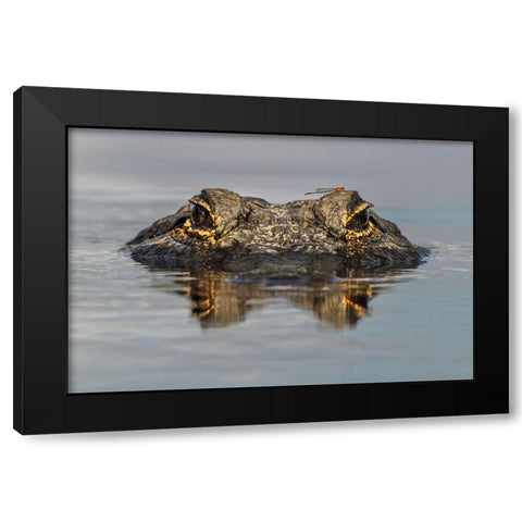 American alligator from eye level with water-Myakka River State Park-Florida Black Modern Wood Framed Art Print by Jones, Adam
