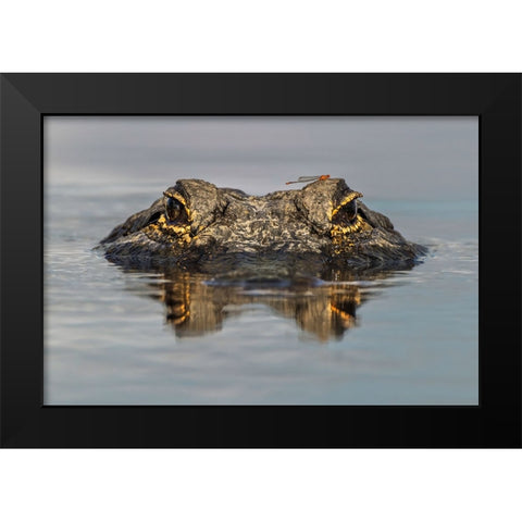 American alligator from eye level with water-Myakka River State Park-Florida Black Modern Wood Framed Art Print by Jones, Adam