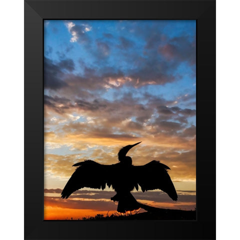 Anhinga silhouetted at sunset-Florida Black Modern Wood Framed Art Print by Jones, Adam