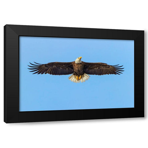 Bald eagle flying-Florida Black Modern Wood Framed Art Print with Double Matting by Jones, Adam