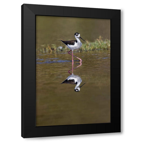 Black-necked stilt-Myakka River State Park-Florida Black Modern Wood Framed Art Print with Double Matting by Jones, Adam